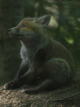 Affiche du film Le Temps des animaux