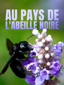 Affiche du film Au pays de l'abeille noire au cinéma Paradiso de St MArtin en Haut